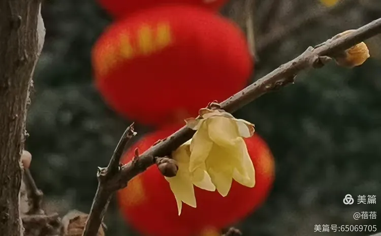 腊梅花开喜迎春